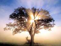 Email Service tree