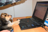 Which email software do they use? Sniff out any ESP